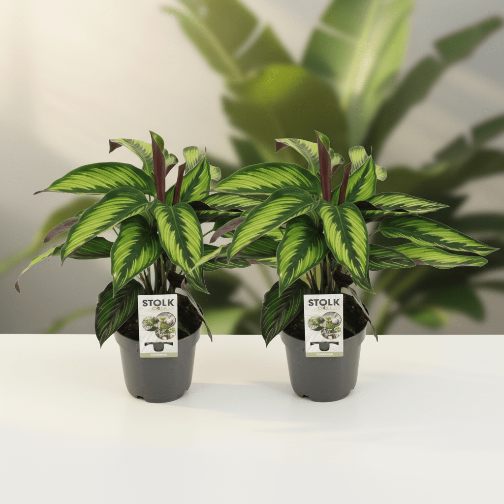Calathea Majestica Princeps - 2 stuks - Plant - plantenmagie
