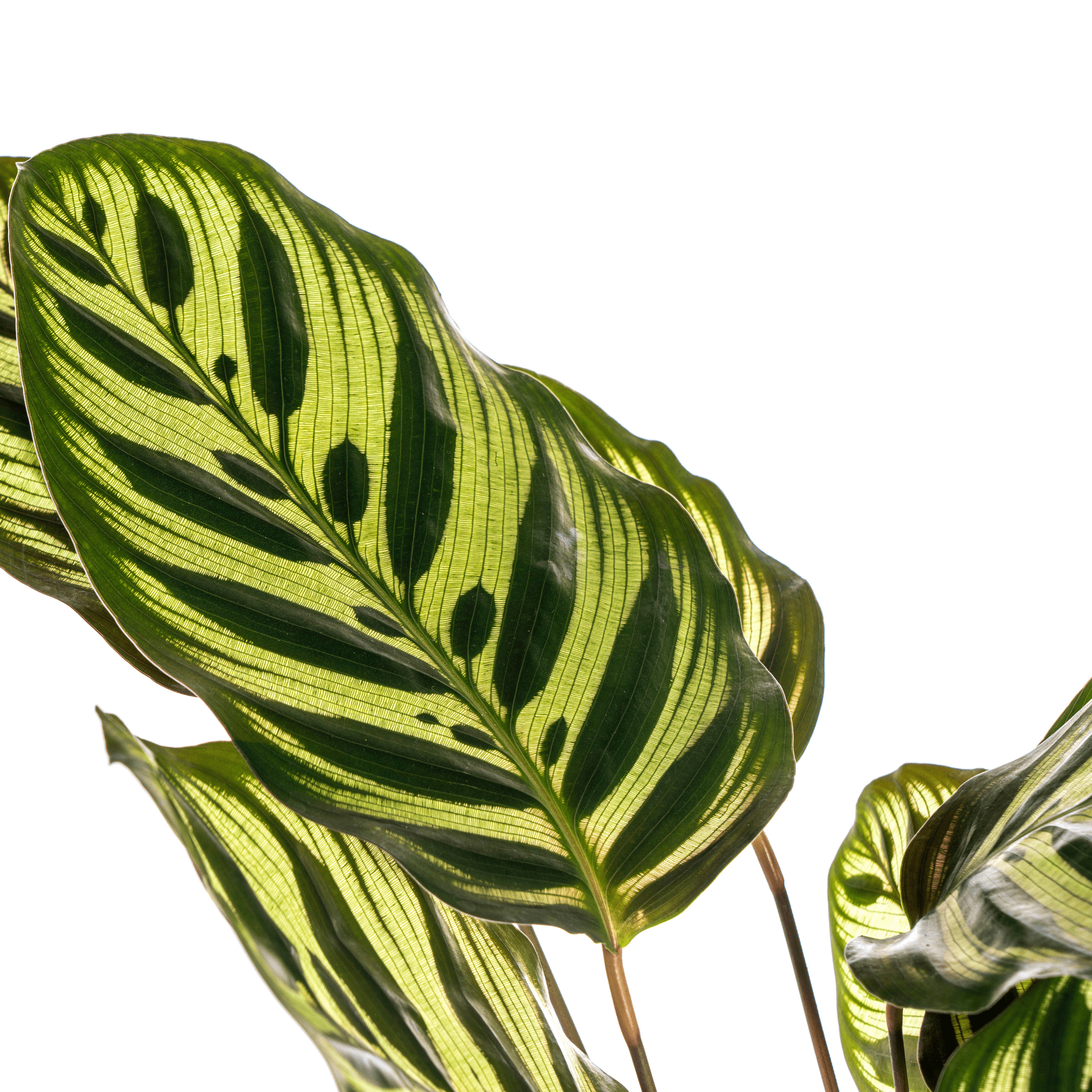 Calathea Makoyana pauwenplant-Planten-Planten Magie