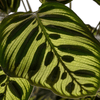 Calathea Makoyana pauwenplant-Planten-Planten Magie