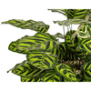 Calathea Makoyana Ø27cm - ↕60 - 80cm - Plant - plantenmagie