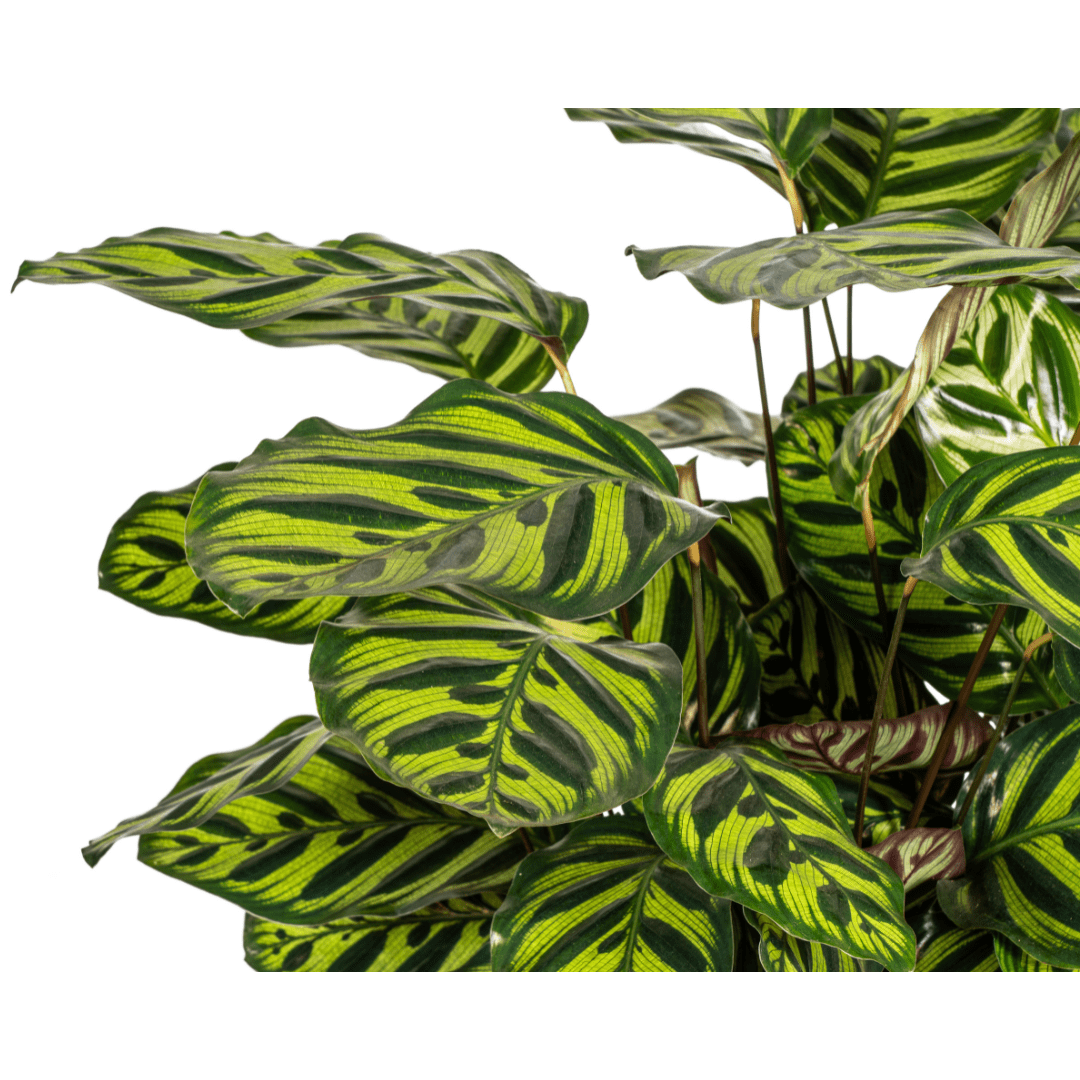 Calathea Makoyana Ø27cm - ↕60 - 80cm - Plant - plantenmagie
