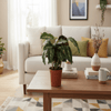 Calathea Maui Queen - 35 cm - Ø12cm-Plant-Planten Magie