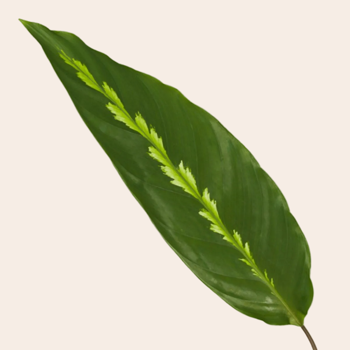 Calathea Maui Queen - 35 cm - Ø12cm-Plant-Planten Magie