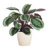 Calathea Medaillon met Viber wit - 65cm - Ø19-Planten-Planten Magie
