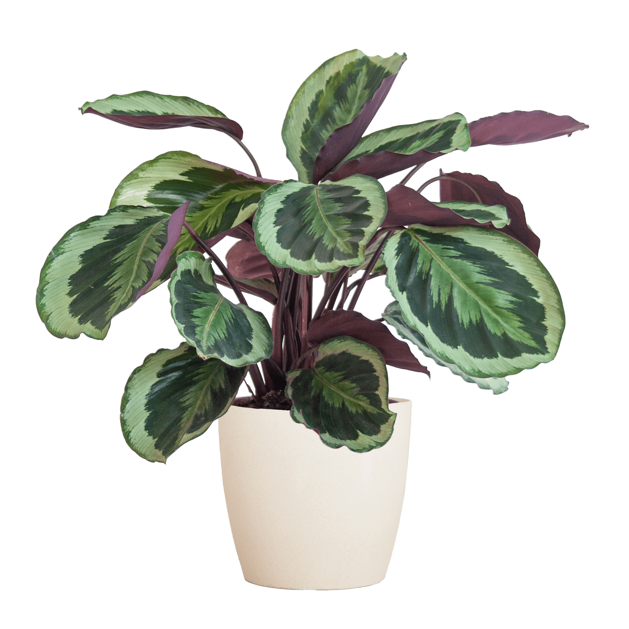 Calathea Medaillon met Viber wit - 65cm - Ø19-Planten-Planten Magie