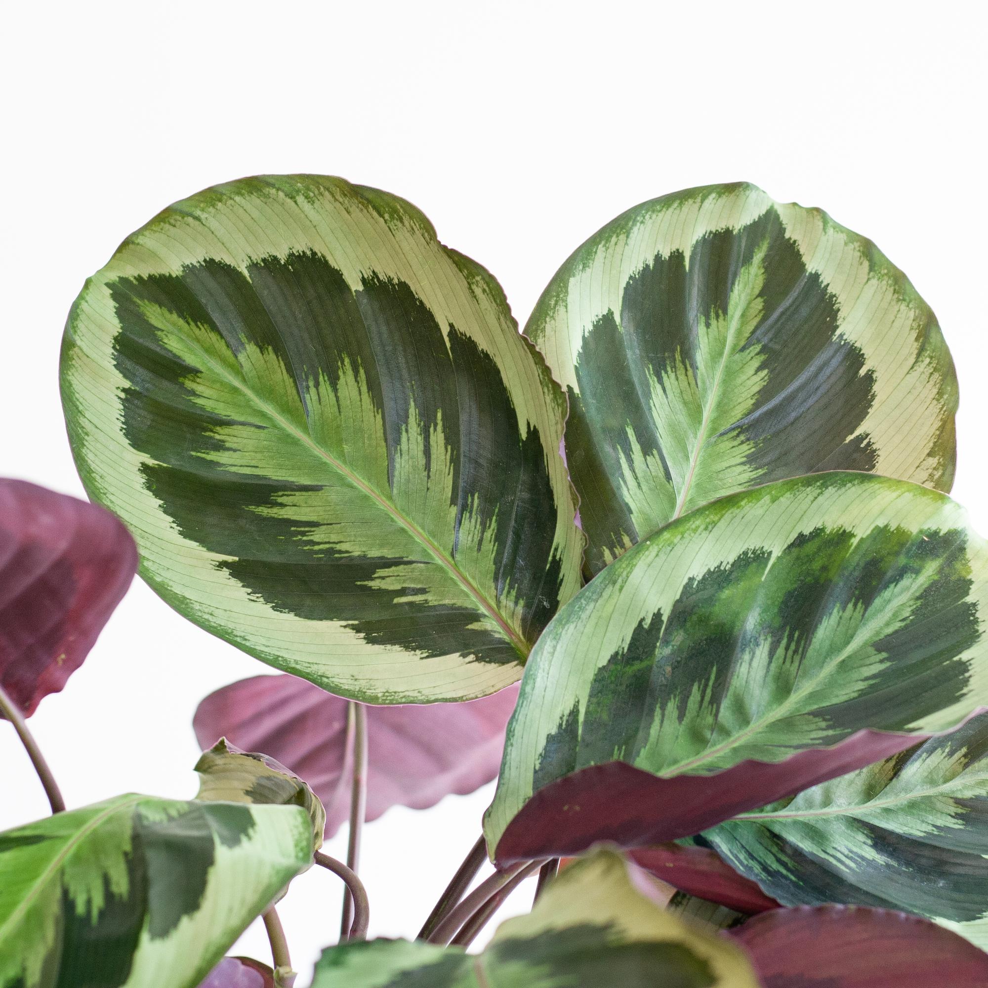 Calathea Medaillon met Viber wit - 65cm - Ø19-Planten-Planten Magie