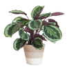 Calathea Medaillon met Viber wit - 65cm - Ø19-Planten-Planten Magie