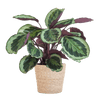 Calathea Medaillon met Viber wit - 65cm - Ø19-Planten-Planten Magie