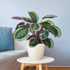 Calathea Medaillon met Viber wit - 65cm - Ø19-Planten-Planten Magie