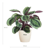 Calathea Medaillon met Viber wit - 65cm - Ø19-Planten-Planten Magie