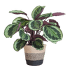 Calathea Medaillon met Viber wit - 65cm - Ø19-Planten-Planten Magie