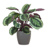 Calathea Medaillon met Viber wit - 65cm - Ø19-Planten-Planten Magie