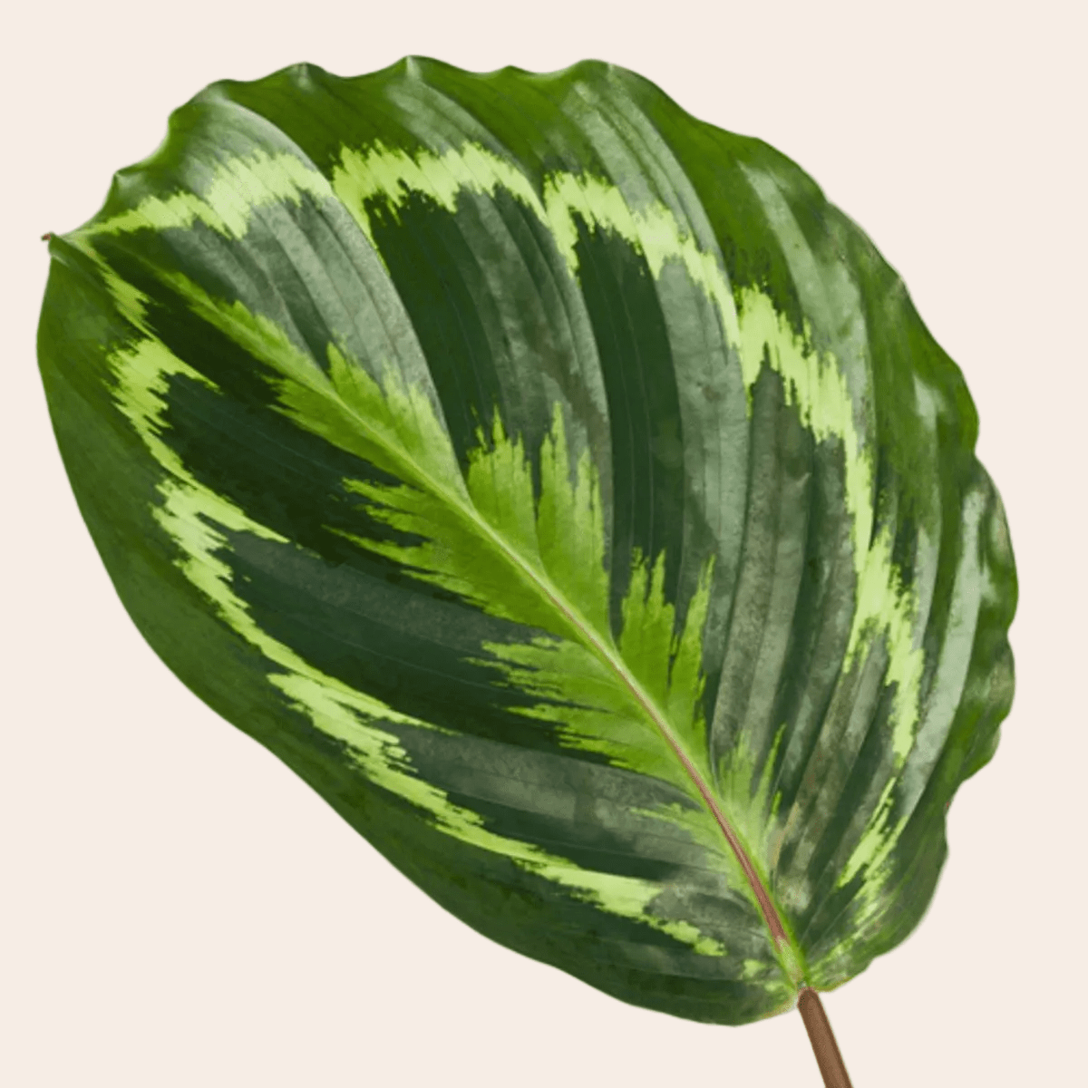 Calathea Medallion - 80 cm - Ø24cm-Plant-Planten Magie