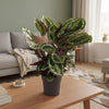 Calathea Medallion - 80 cm - Ø24cm-Plant-Planten Magie