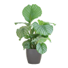 Calathea Orbifolia met Sofia mand naturel - 65cm - Ø21-Planten-Planten Magie