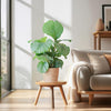 Calathea Orbifolia met Sofia mand naturel - 65cm - Ø21-Planten-Planten Magie