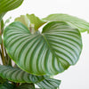 Calathea Orbifolia met Sofia mand naturel - 65cm - Ø21-Planten-Planten Magie