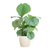 Calathea Orbifolia met Sofia mand naturel - 65cm - Ø21-Planten-Planten Magie