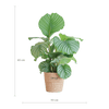 Calathea Orbifolia met Sofia mand naturel - 65cm - Ø21-Planten-Planten Magie