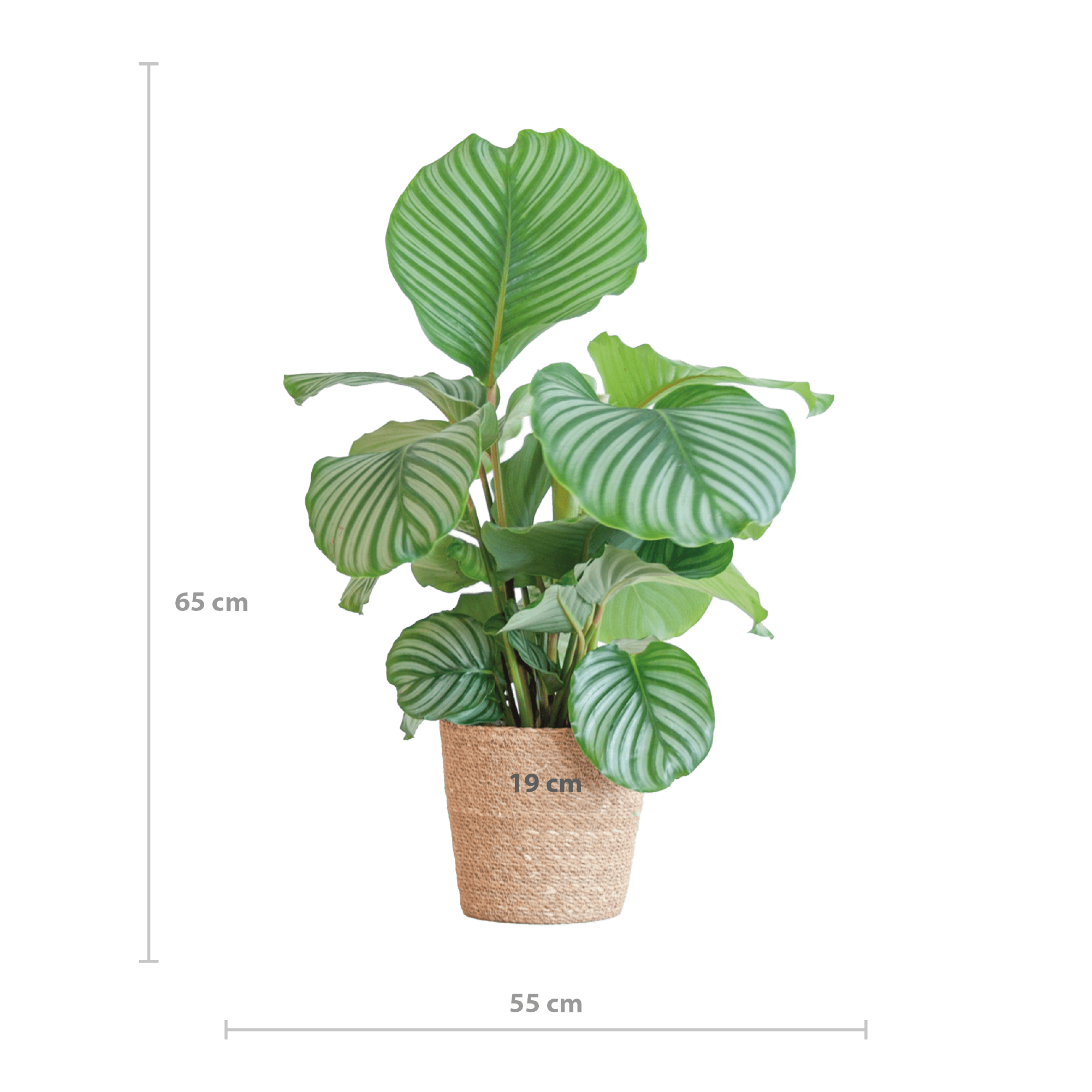 Calathea Orbifolia met Sofia mand naturel - 65cm - Ø21-Planten-Planten Magie