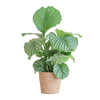Calathea Orbifolia met Sofia mand naturel - 65cm - Ø21-Planten-Planten Magie
