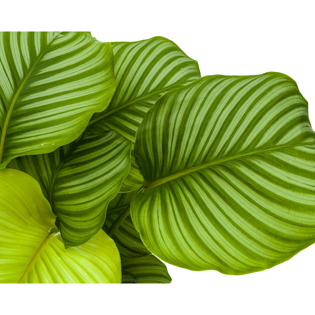 Calathea Orbifolia Ø27cm - ↕70 - 90cm-Planten-Planten Magie