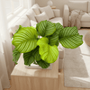Calathea Orbifolia Ø27cm - ↕70 - 90cm-Planten-Planten Magie