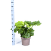 Calathea Orbifolia Ø27cm - ↕70 - 90cm-Planten-Planten Magie