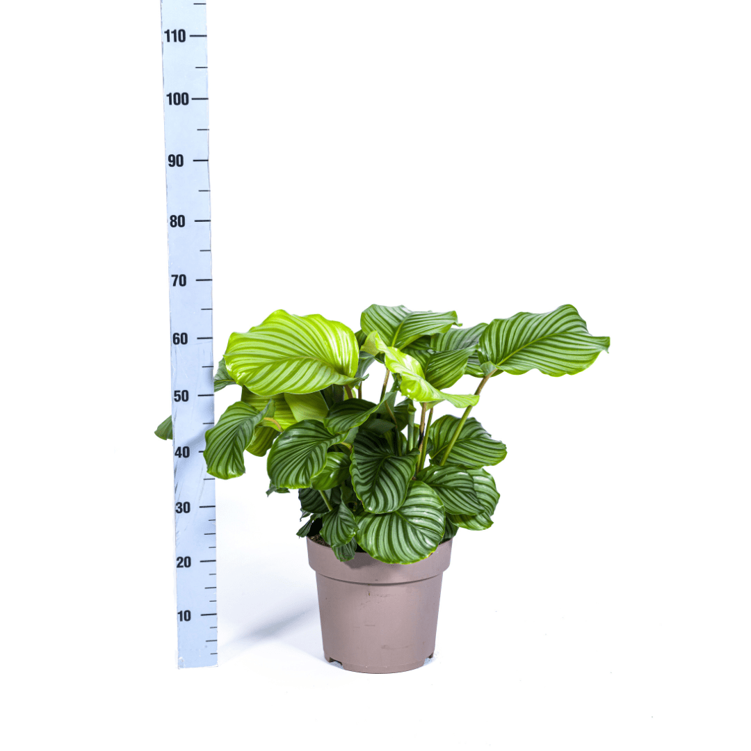 Calathea Orbifolia Ø27cm - ↕70 - 90cm-Planten-Planten Magie