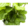Calathea Orbifolia Ø27cm - ↕70 - 90cm-Planten-Planten Magie