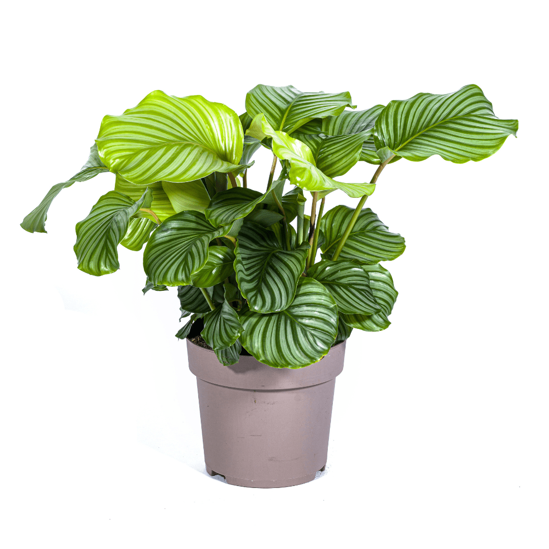 Calathea Orbifolia Ø27cm - ↕70 - 90cm-Planten-Planten Magie