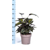 Calathea Ornata Sanderiana Ø27cm - ↕60 - 80cm-Planten-Planten Magie