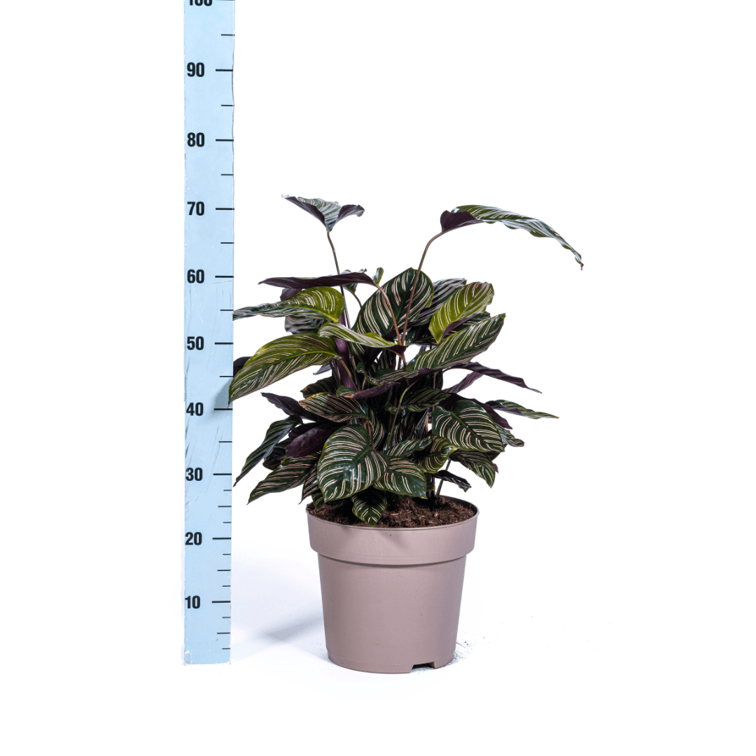 Calathea Ornata Sanderiana Ø27cm - ↕60 - 80cm-Planten-Planten Magie