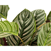 Calathea Ornata Sanderiana Ø27cm - ↕60 - 80cm-Planten-Planten Magie