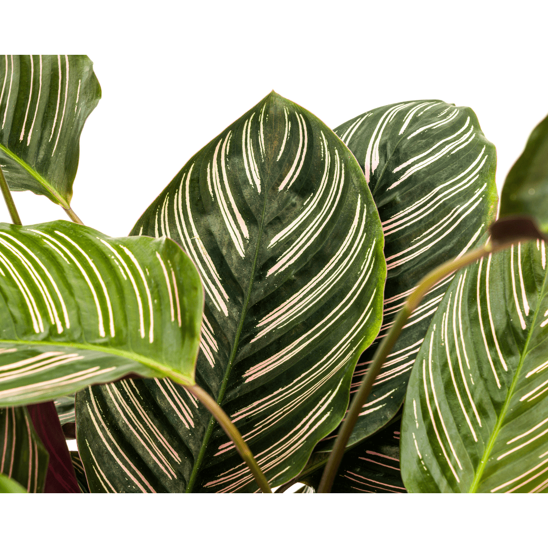 Calathea Ornata Sanderiana Ø27cm - ↕60 - 80cm-Planten-Planten Magie