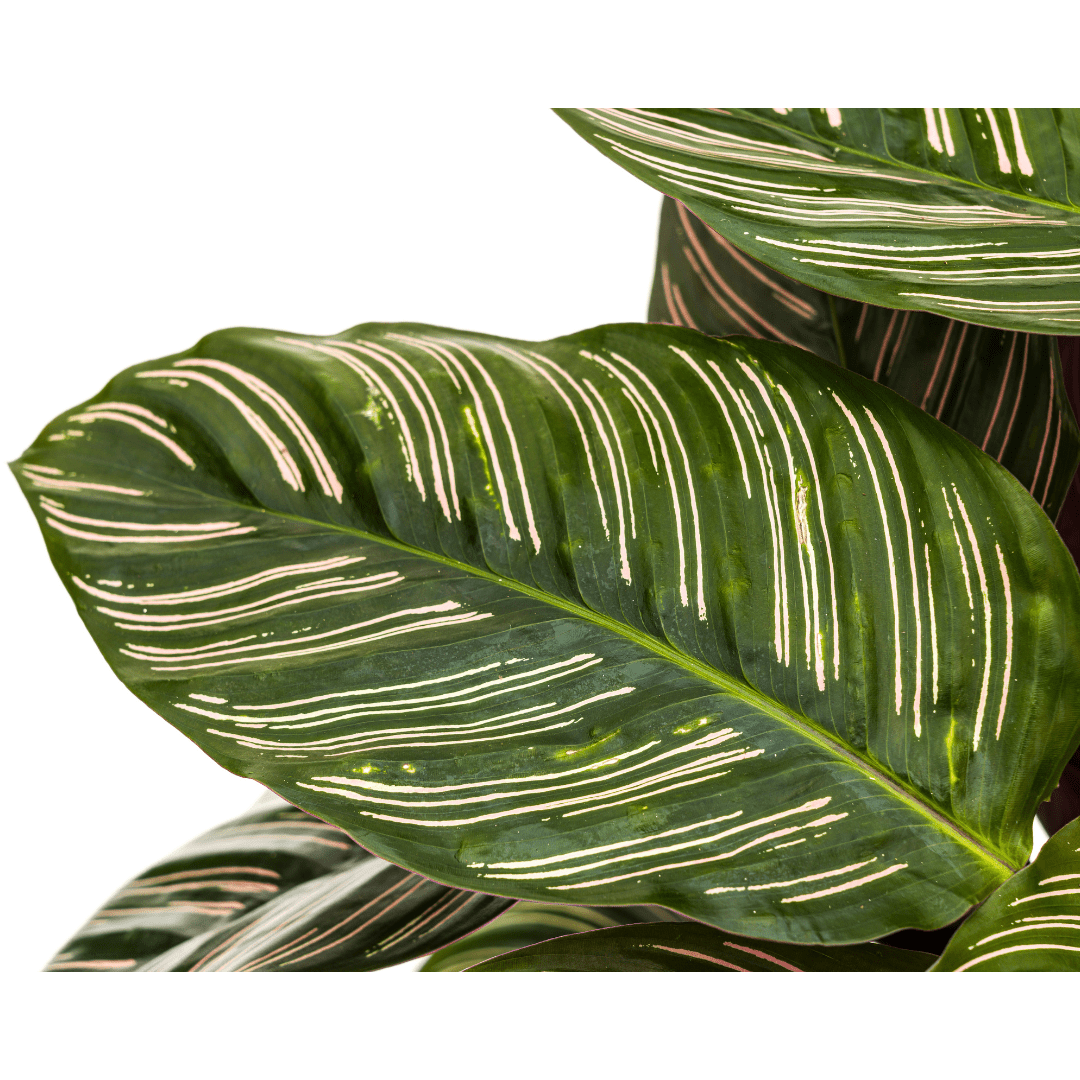 Calathea Ornata Sanderiana Ø27cm - ↕60 - 80cm-Planten-Planten Magie