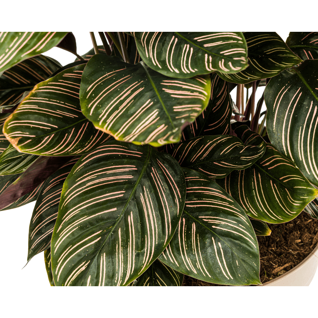 Calathea Ornata Sanderiana Ø27cm - ↕60 - 80cm-Planten-Planten Magie
