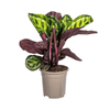 Calathea Roseopicta Ø17cm - ↕40 - 50cm-Planten-Planten Magie