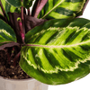 Calathea Roseopicta Ø17cm - ↕40 - 50cm-Planten-Planten Magie