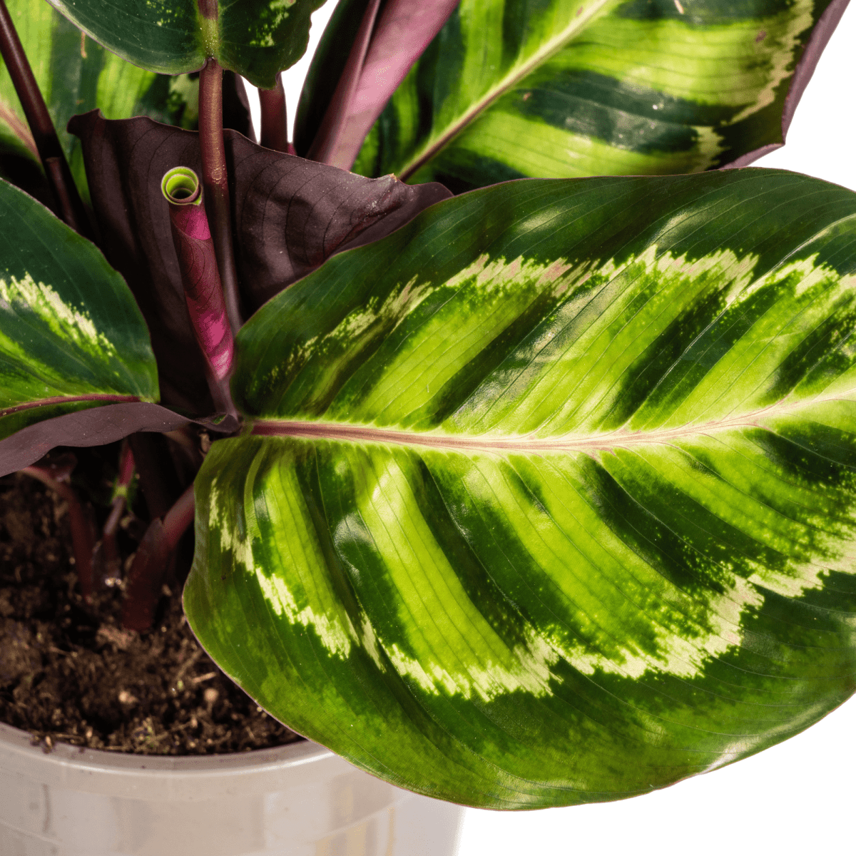 Calathea Roseopicta Ø17cm - ↕40 - 50cm-Planten-Planten Magie