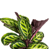 Calathea Roseopicta Ø17cm - ↕40 - 50cm-Planten-Planten Magie