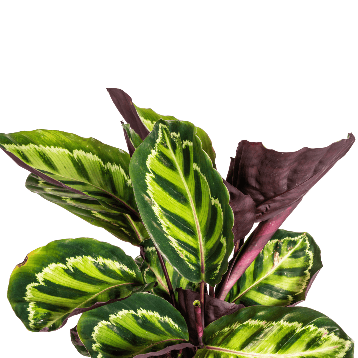 Calathea Roseopicta Ø17cm - ↕40 - 50cm-Planten-Planten Magie
