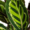 Calathea Roseopicta Ø17cm - ↕40 - 50cm-Planten-Planten Magie