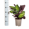 Calathea Roseopicta Ø17cm - ↕40 - 50cm-Planten-Planten Magie