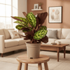 Calathea Roseopicta Ø17cm - ↕40 - 50cm-Planten-Planten Magie