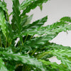 Calathea Rufibarba met Mand Lissabon wit - 55cm -Planten-Planten Magie