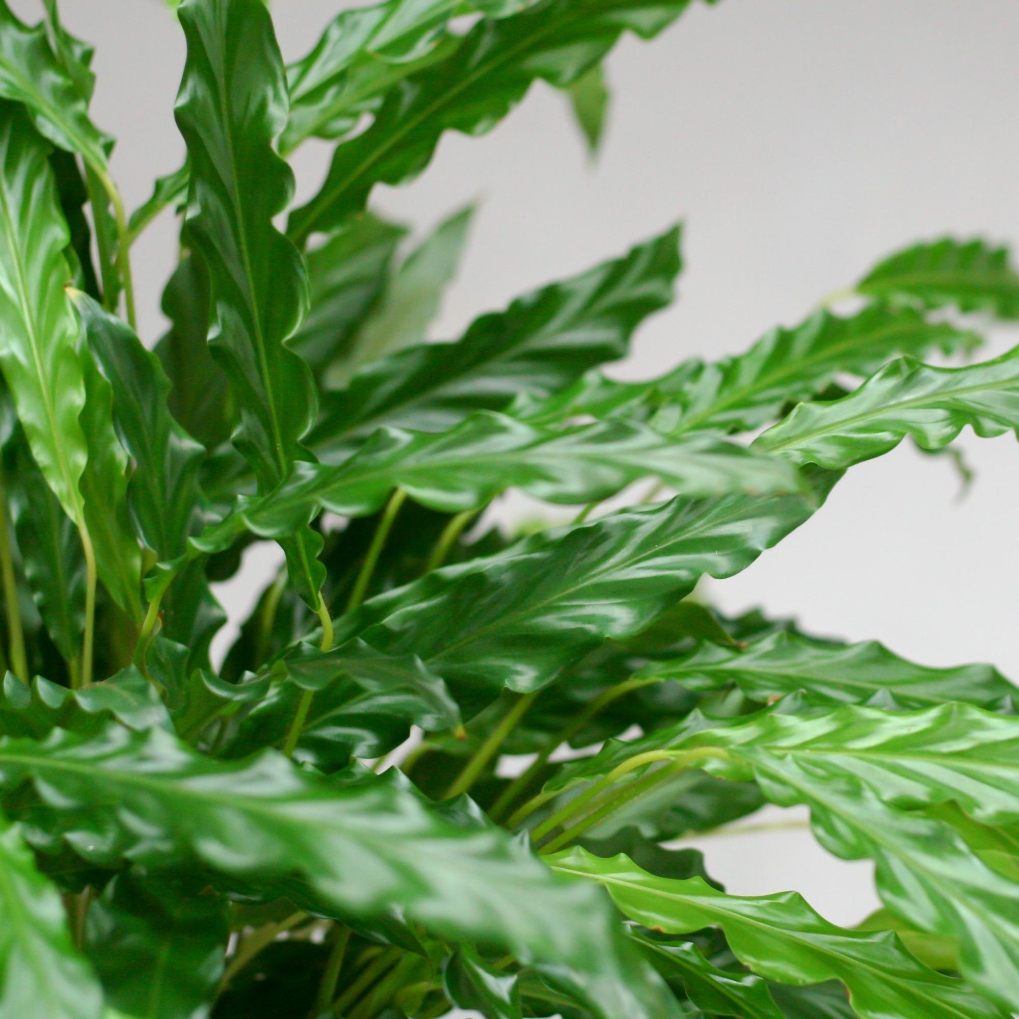 Calathea Rufibarba met Mand Lissabon wit - 55cm -Planten-Planten Magie
