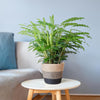 Calathea Rufibarba met Mand Lissabon wit - 55cm -Planten-Planten Magie