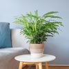 Calathea Rufibarba met Mand Lissabon wit - 55cm -Planten-Planten Magie