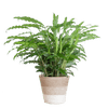 Calathea Rufibarba met Mand Lissabon wit - 55cm -Planten-Planten Magie